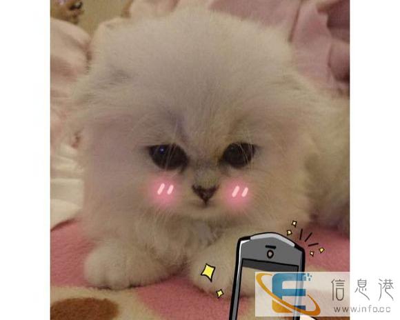 品质保障 诚信服务 专营蓝猫 布偶 金吉拉 英美短等