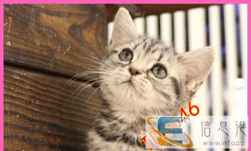 家庭式繁育各类猫咪,精品猫咪,精心喂养欢迎抢购