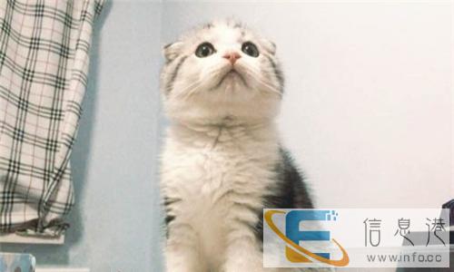 博爱宠物专业家庭繁殖折耳美短蓝猫美短加菲波斯等