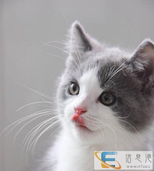 厉害了我的喵喵 自家繁殖 折耳 渐层 金吉拉 加菲等