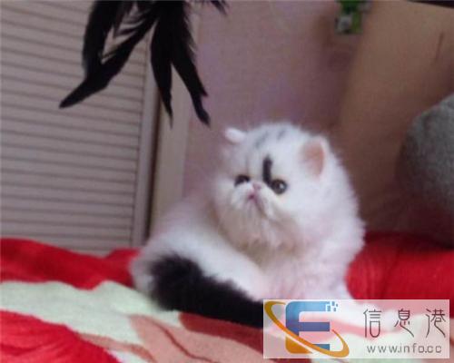 博爱宠物只给你较好较健康的猫咪多个品种任你选购