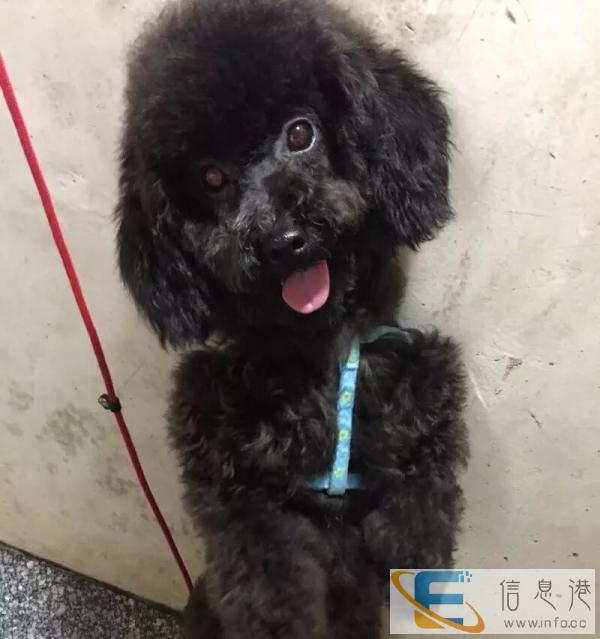 漂亮的泰迪美眉寻找灰色泰迪男朋友 价格好商量