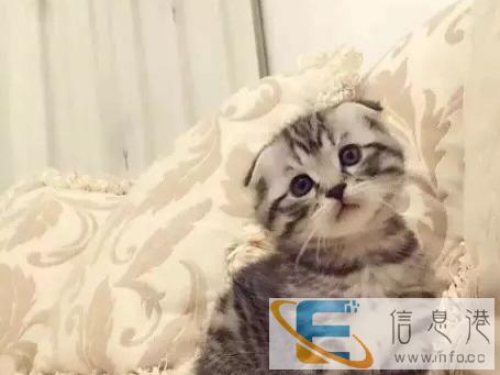 暖心小猫咪高地 英短 长毛 粉爪 粘人 萌萌的