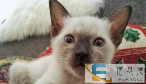 英短蓝白,蓝猫,渐层,加菲,美短,实体店出售