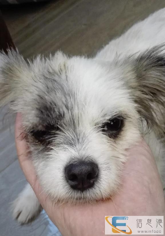 小蝴蝶串串母狗