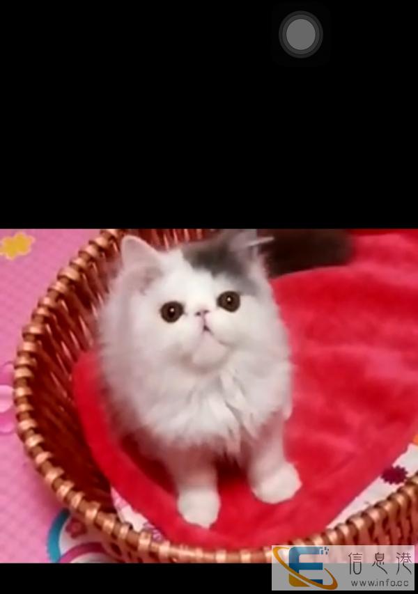 家养各种宠物猫出售