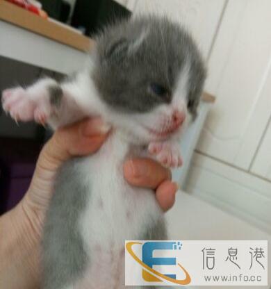 家养蓝白猫出售