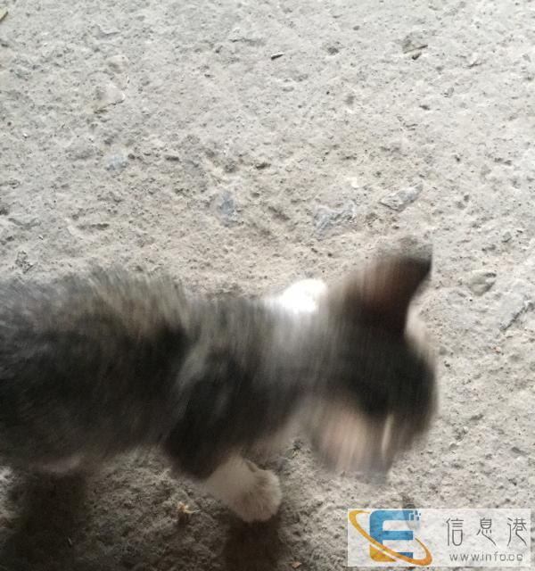 普通家猫幼崽会抓老鼠