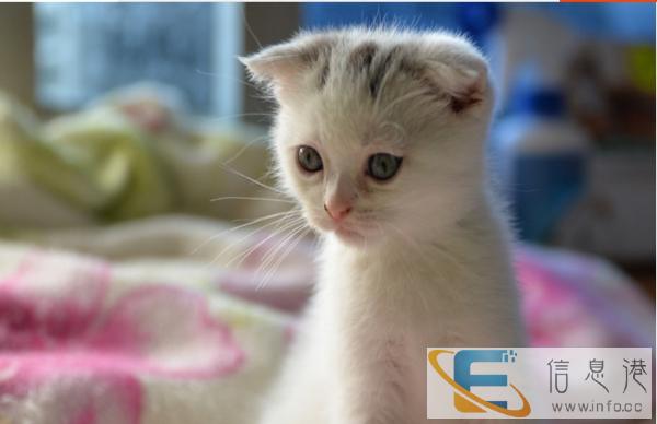 猫舍出售家养繁殖苏格兰折耳猫 疫苗已做包健康