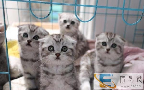 苏格兰折耳猫 纯种家养 包子脸 身体干净健康 苏格兰折耳猫