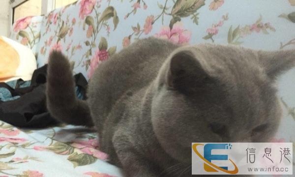 纯种可爱蓝猫,正八蓝白,猫舍养殖,价格可议