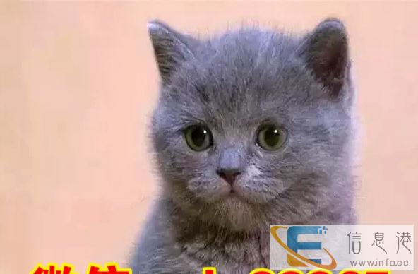 高端名猫 大包子脸加菲慵懒蓝猫蓝白