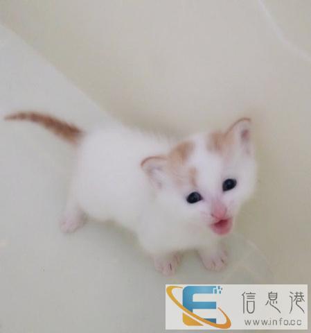 可爱萌猫求收养