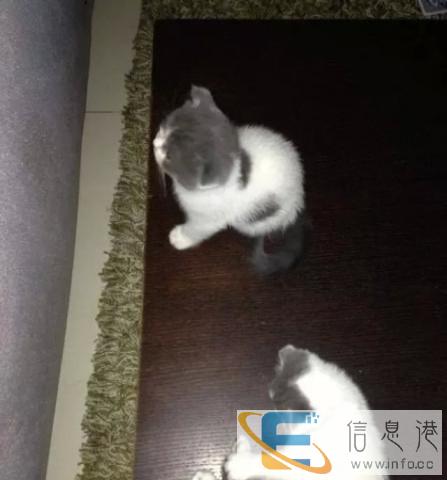 超 萌 的蓝 白折 耳找 新主人赠 养,机会难得