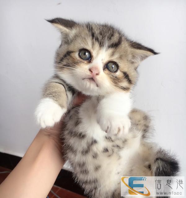 学生自养美短,新陶院