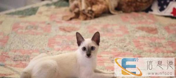 纯种蓝眼重点色暹罗猫幼猫幼崽 纯种小暹罗猫