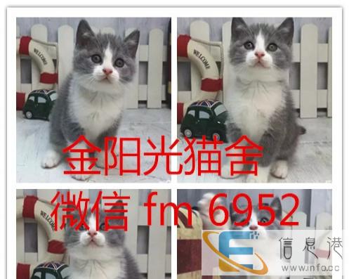 纯种英短英国短毛猫银渐层立耳活体幼猫健康