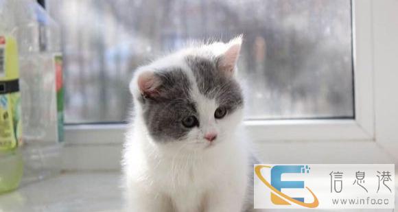 厉害了我的喵喵 自家繁殖 折耳 渐层 金吉拉 加菲等