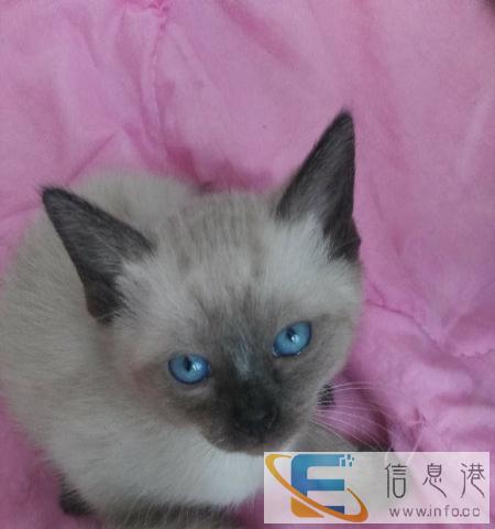 纯种暹罗猫,自己猫仔 忍痛割爱,猫贩勿扰
