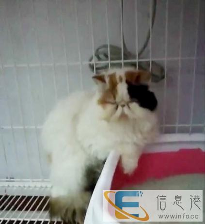 出售加菲猫妈妈一只