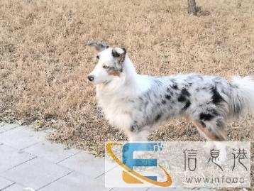 双血证书三色云石边牧外配