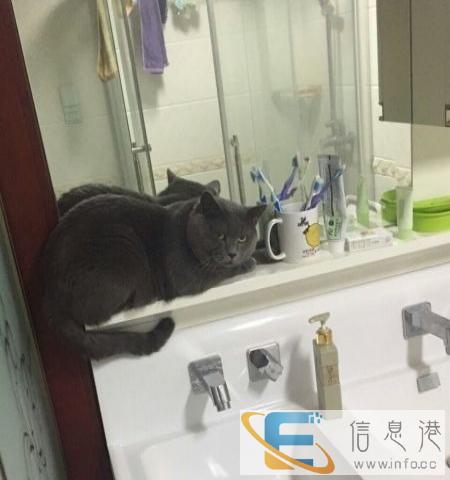 刚出生的暹罗猫幼崽可预订,英短借配