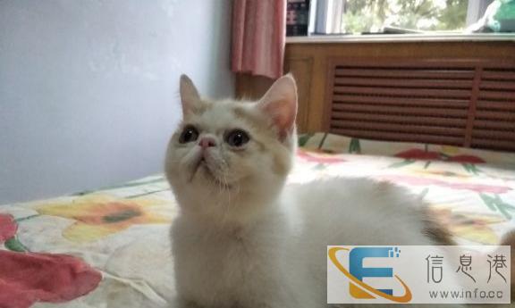 出售纯种加菲弟弟