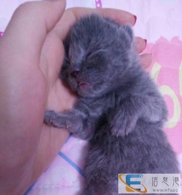 英短猫仔预订现在睁眼睛了