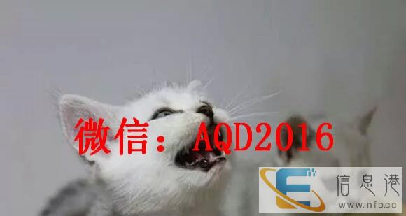 超美大骨架银渐层金吉拉猫火爆出售 品相好可上门挑选