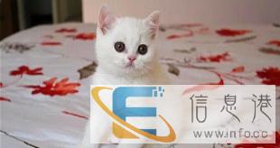 自家猫舍繁殖蓝猫渐层 美短 金吉拉 喜欢的可联系我