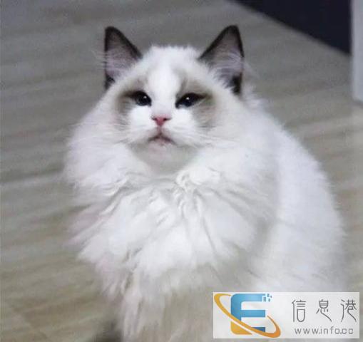 进口布偶猫,包健康包纯种,公母均有