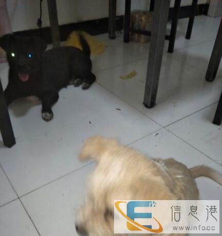 本人有两只狗狗需要领养