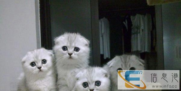 猫舍专业繁殖出售苏格兰折耳猫 疫苗已做包健康