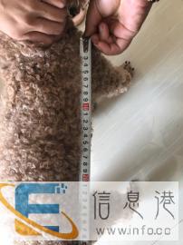 宠物配种 红棕色小男孩找女朋友啦