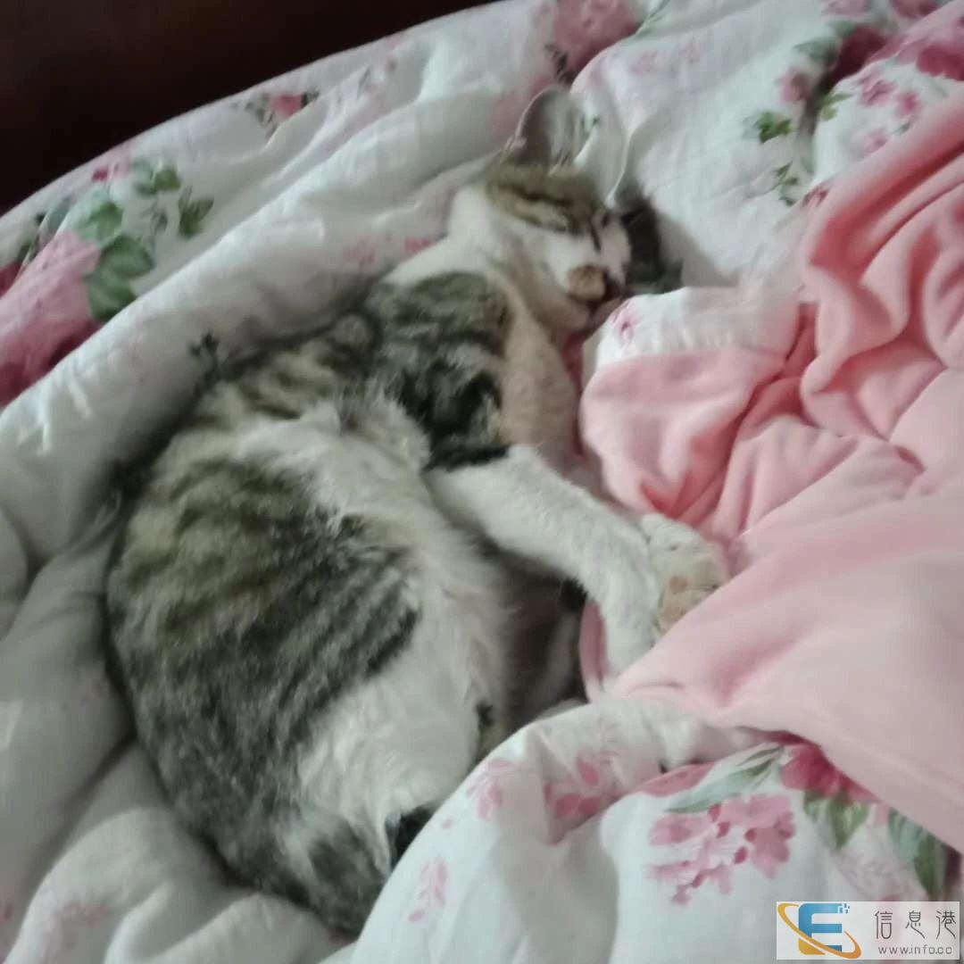 狸花猫求母猫配种,8个月大,希望母方生后赠送1-2只小猫