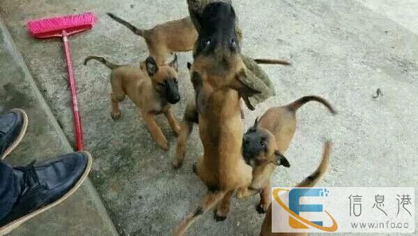 昆明马犬养殖基地,昆明马犬价格,昆明马犬多少钱一只