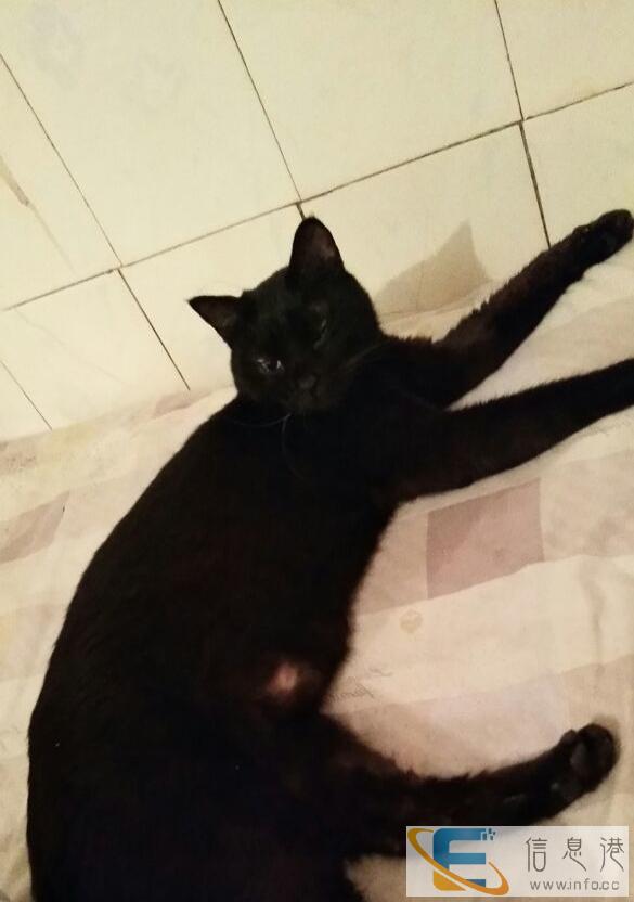 孟买猫滴血出售或换中大型犬