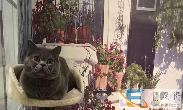 蓝猫弟弟找新家