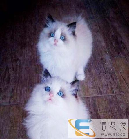 布偶猫 海豹双色 蓝双色驱虫防疫齐全