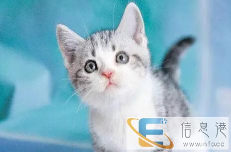 毛量 骨量佳 英国短毛猫 公母都有