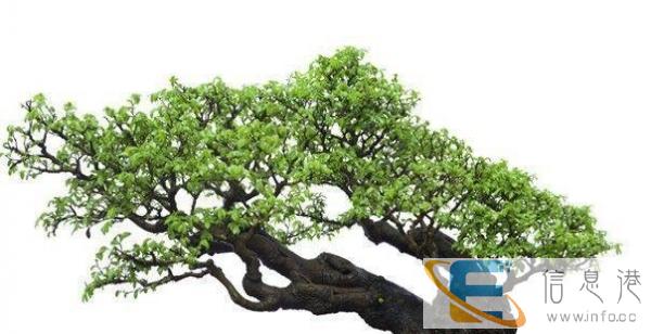 出售各种花木盆景与树根原料