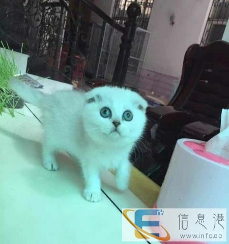 出售精灵可爱 性格极好折耳猫宝宝 多种颜色挑选