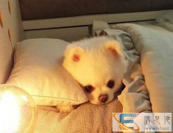 特别想领养一只小狗,有过养狗经验