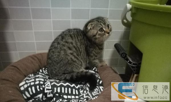 美短虎斑折耳猫