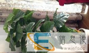 高仿真滴水观音,落地盆栽