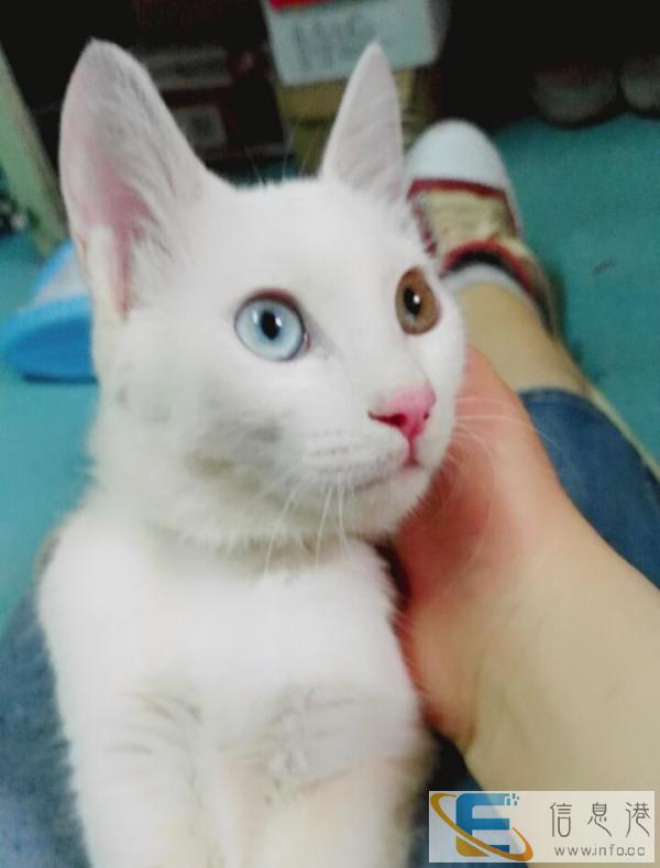 求好心爱猫人士收养