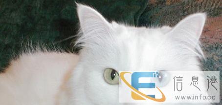 自己家养的波斯猫