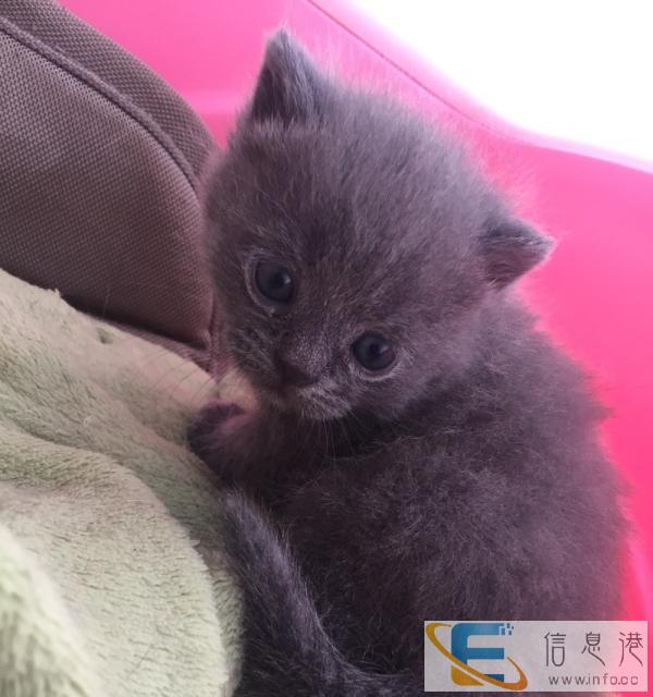 出售家养英短蓝猫妹妹