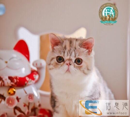 家庭式繁育加菲猫