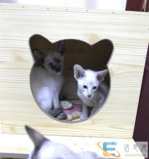 自家繁育暹罗猫一年只有一窝,欢迎大家看猫